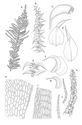 Image: R.C. Wagstaff © Landcare Research 2014 